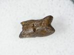 Small Theropod (Raptor) Partial Finger Bone #12790-1